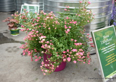 Lily Rose of Kientzler flowers all summer long, is a perennial and this compact rose fits well in combinations.